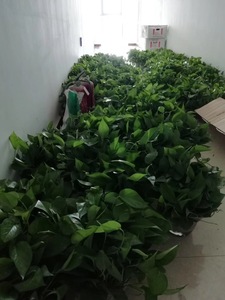 小型植物