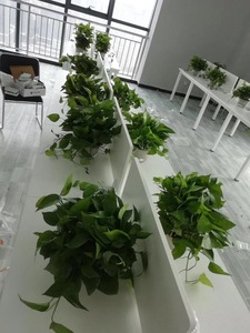 小型植物