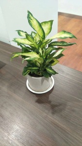 小型植物
