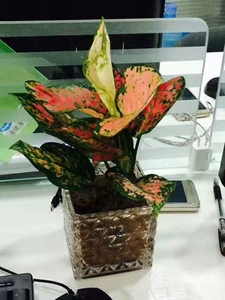 小型植物